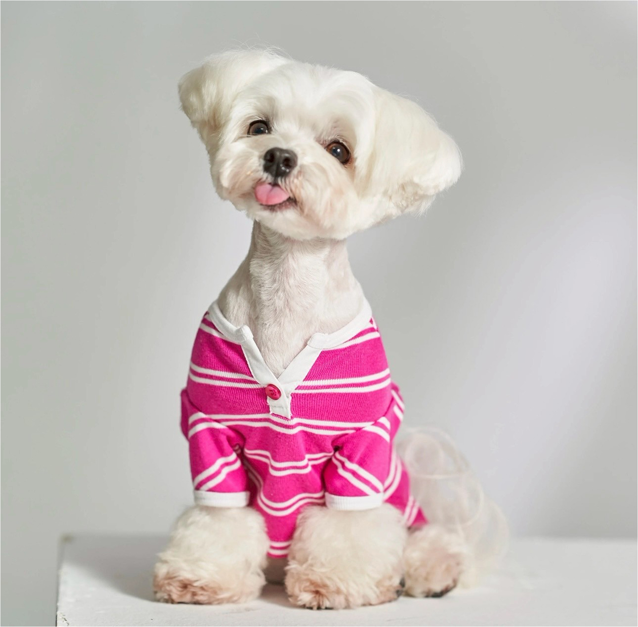 dogwear
