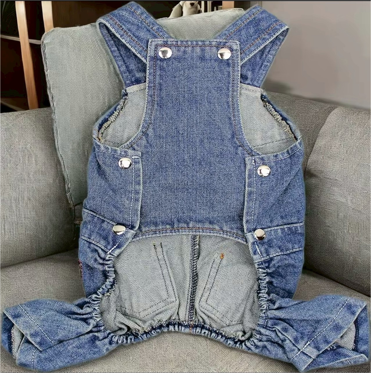 dogwear
