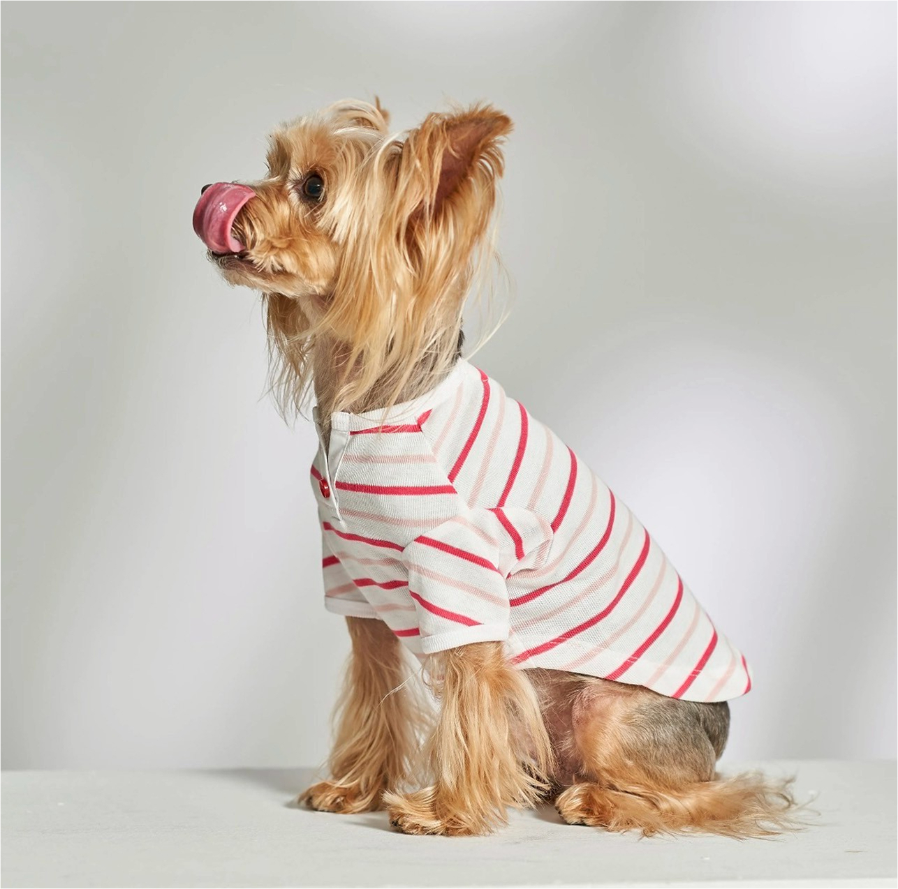 dogwear