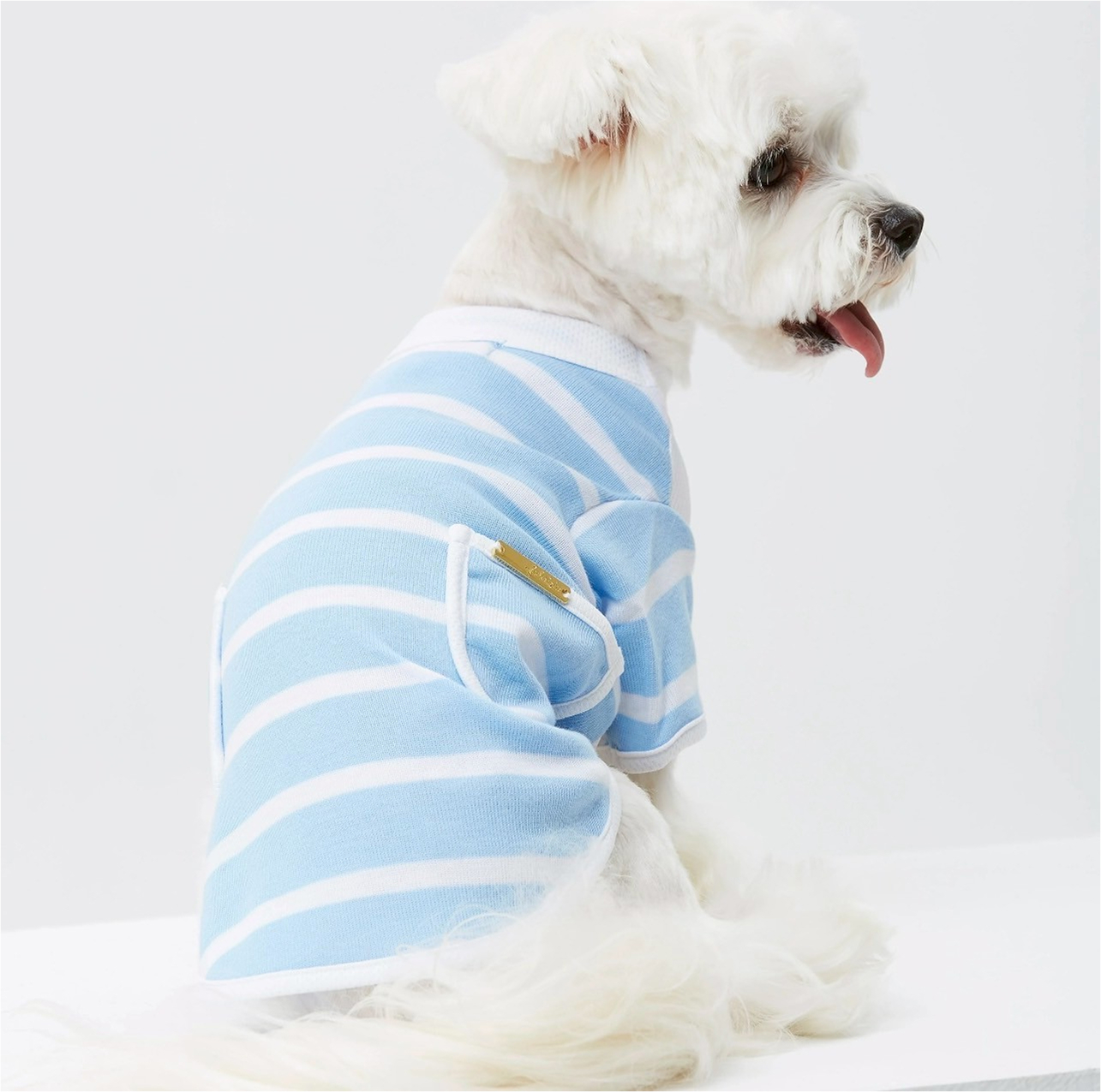 dogwear